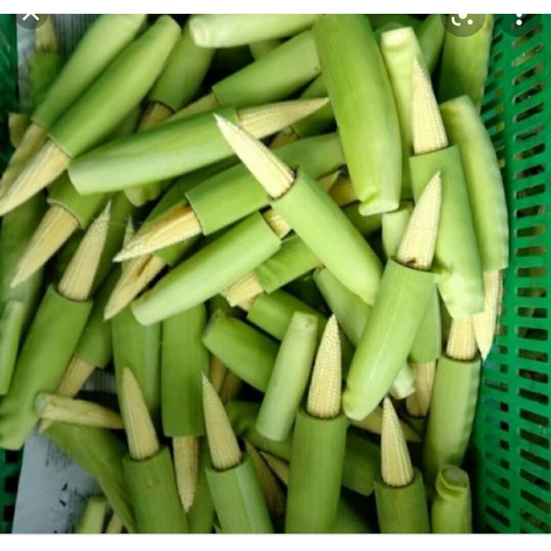 

jagung muda/putren 250grm