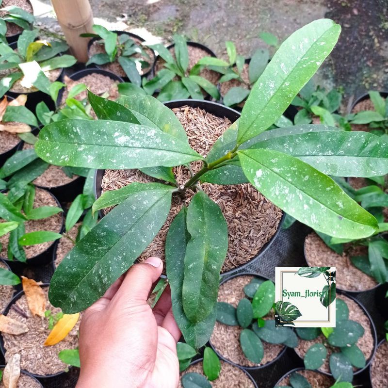 tanaman hias hoya garcinia humilis variegata