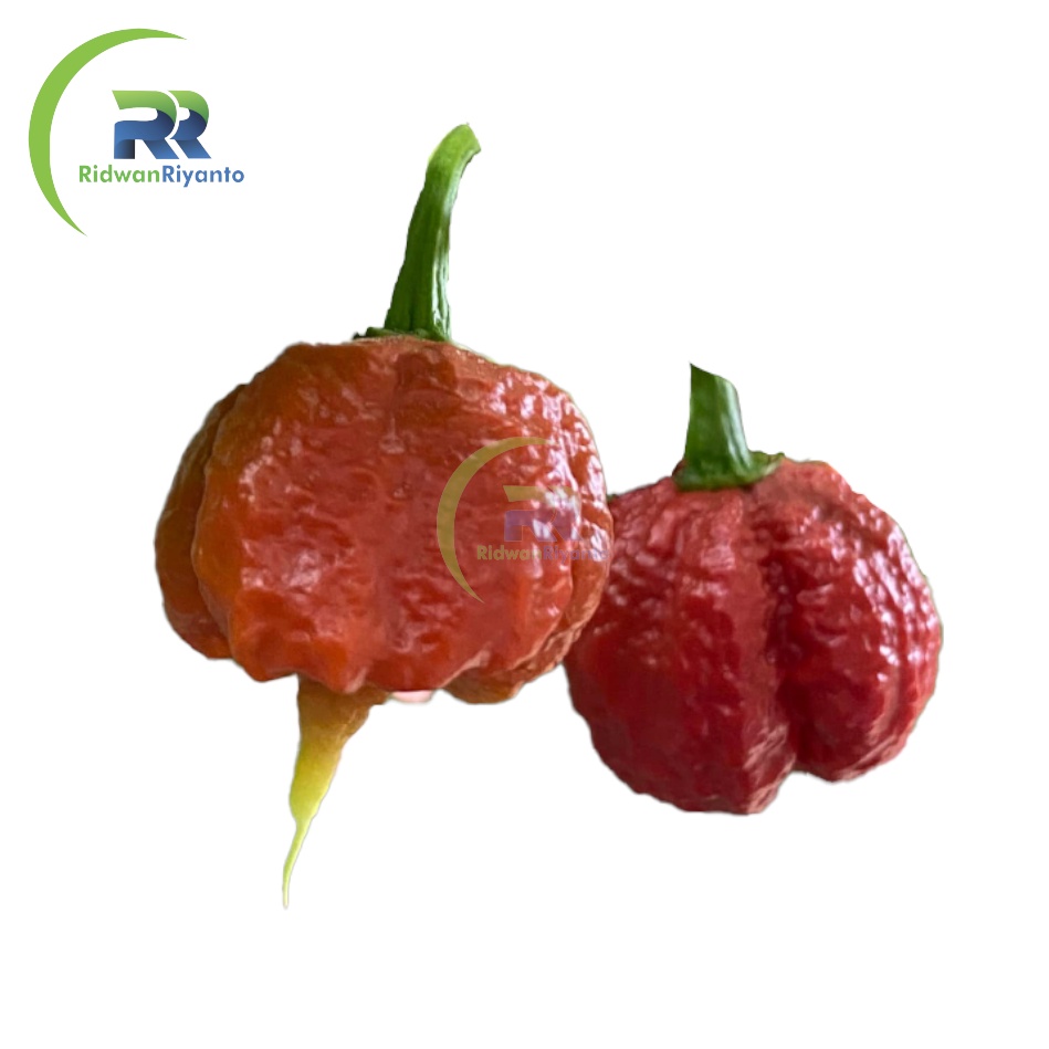 BUAH Cabai CAROLINA REAPER CARAMEL Cabe Terpedas Nomor 1 di Dunia Versi Guinness World Record