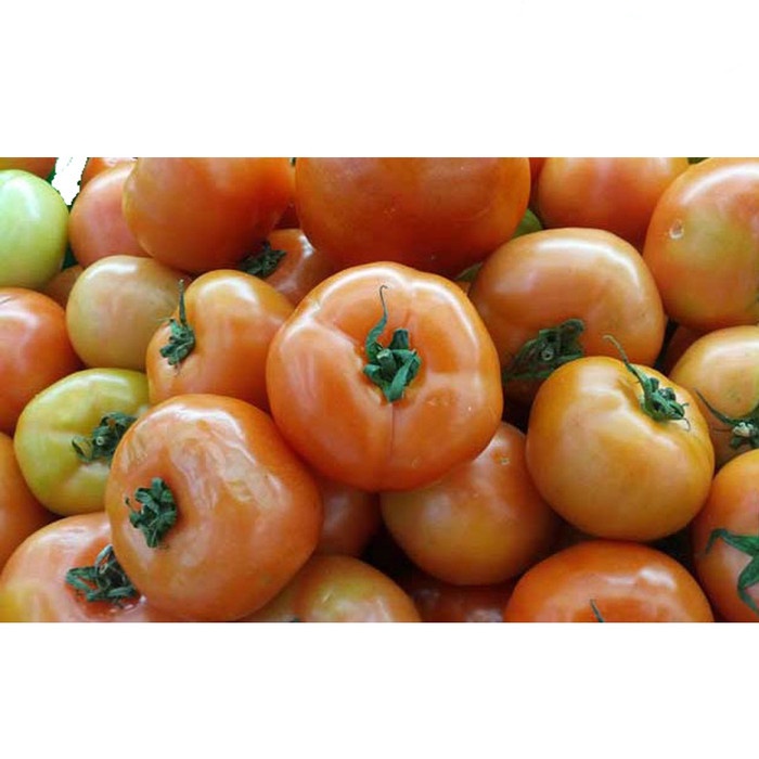 

Buah Tomat Recento -+900g-1kg/3-4pcs