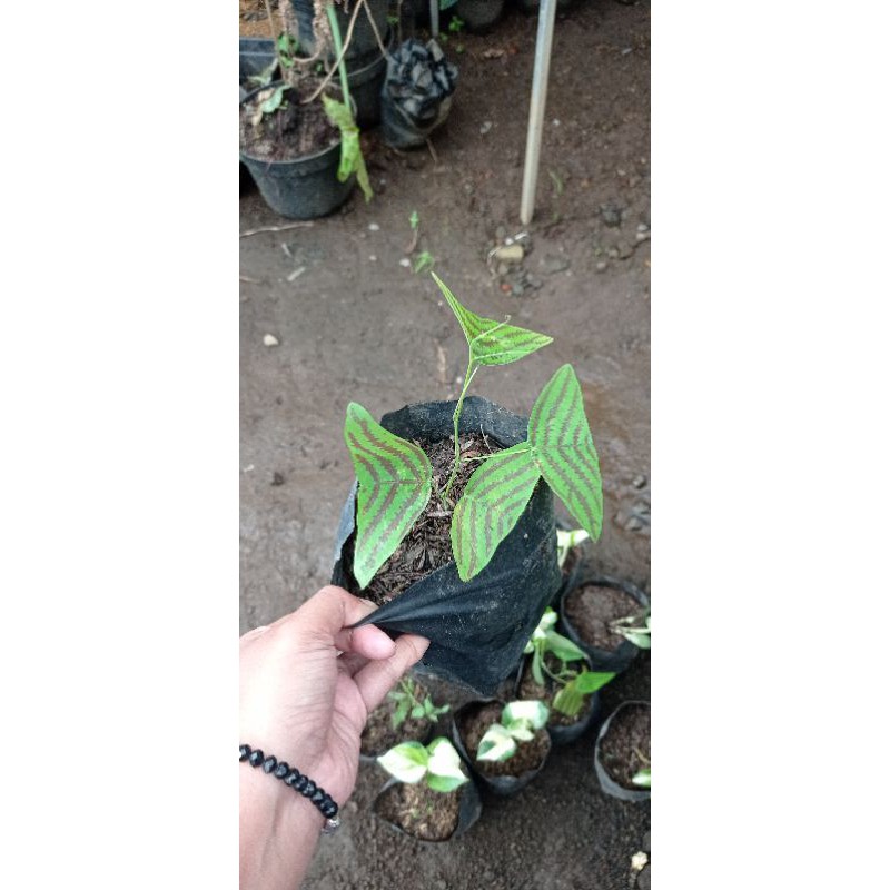 bunga oxalis hijau atau kupu kupu