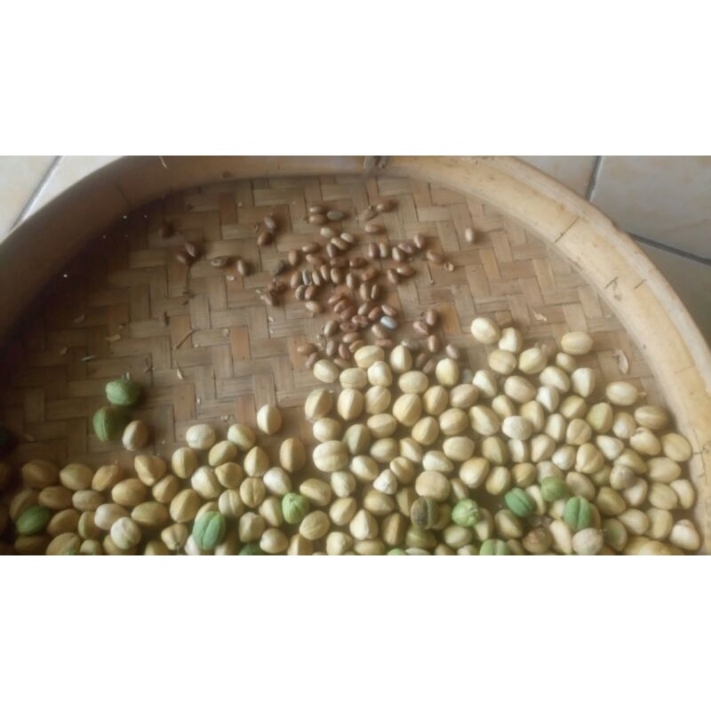 Biji polokyo asli, herbal diet pelangsing (minimal pembelian 30biji ya)