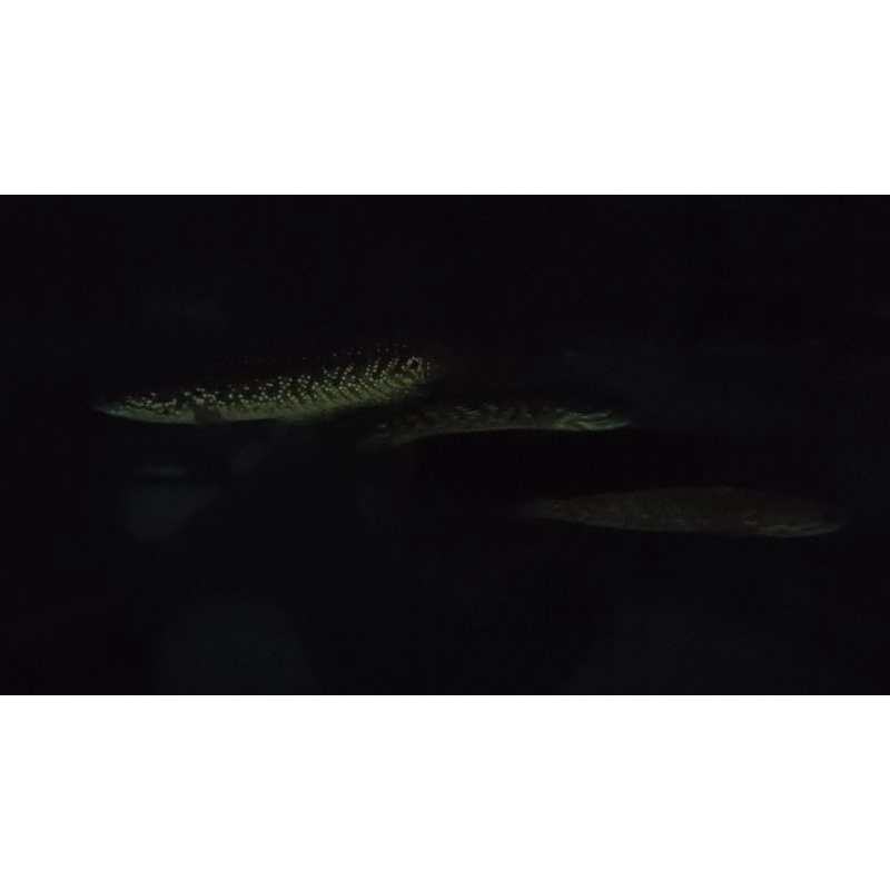 Channa Asiatica rsws 10-12cm