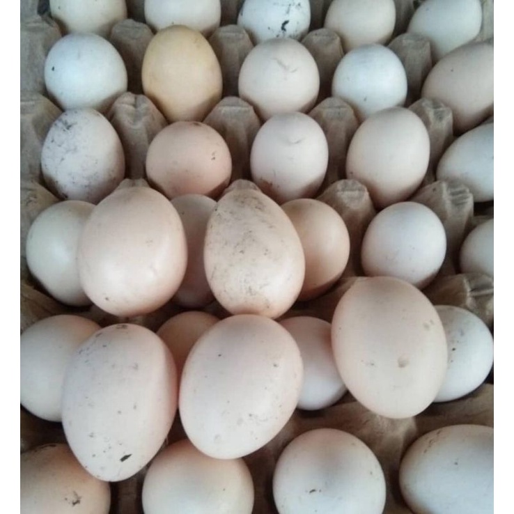 Telur Ayam Kampung Omega Fresh