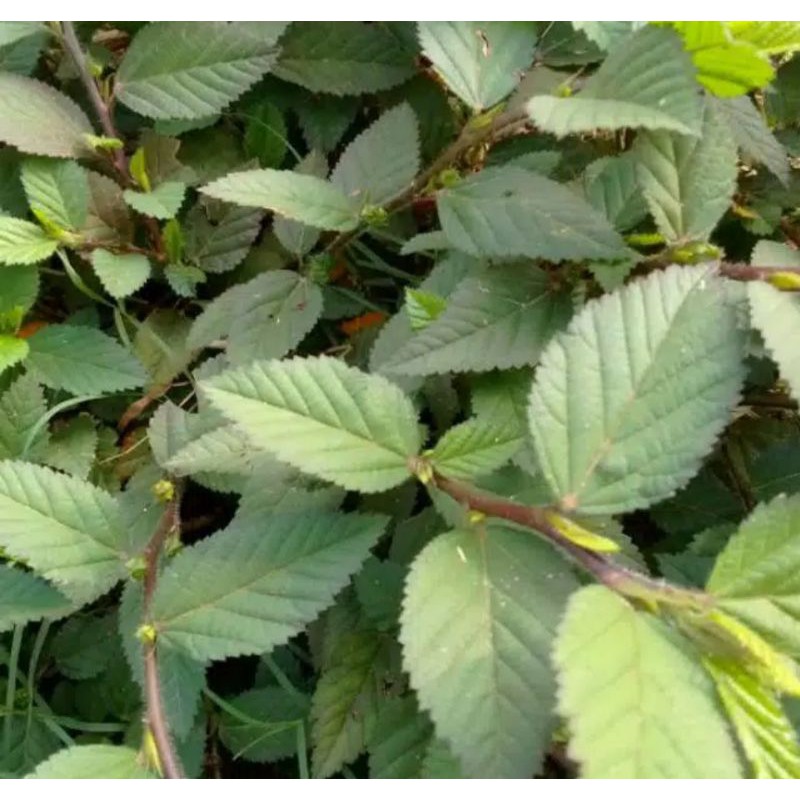 

Daun Sidagori fresh 500 Grm