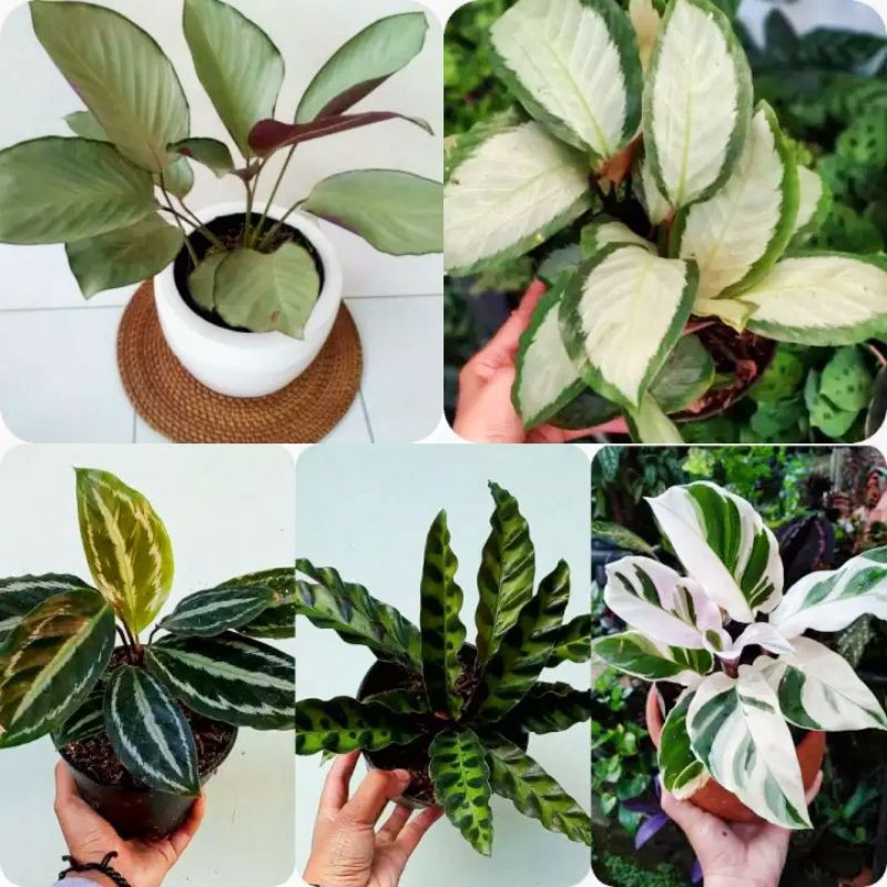 PAKET HEMAT 5 CALATHEA - TANAMAN HIAS CALATAHEA - tanaman calathea