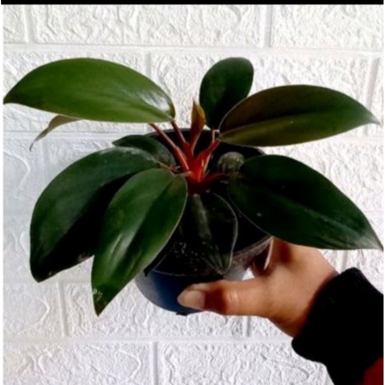 Philodendron Congo Rojo Tanaman Hias Philo Congo Rojo