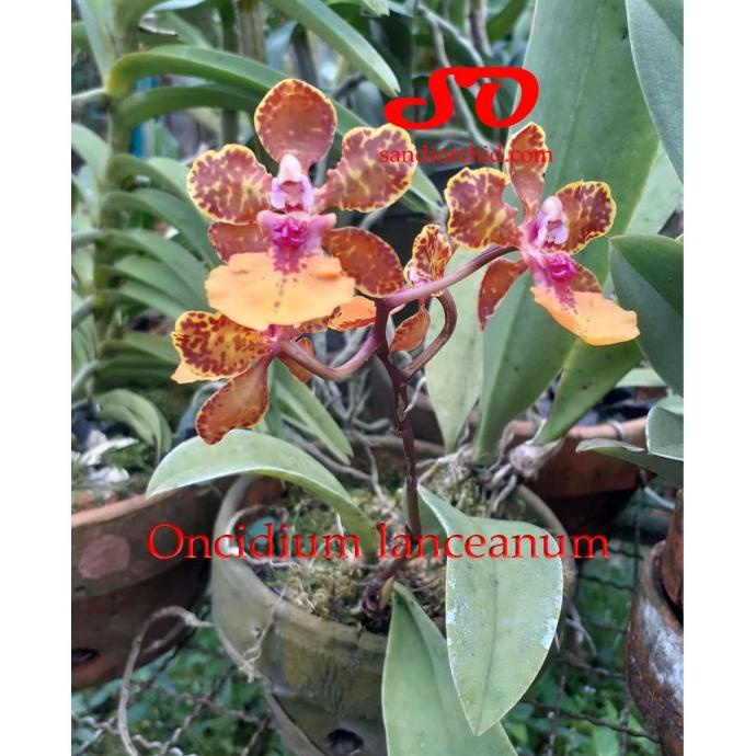 Trichocentrum/Oncidium Lanceanum Dewasa Kode 1189