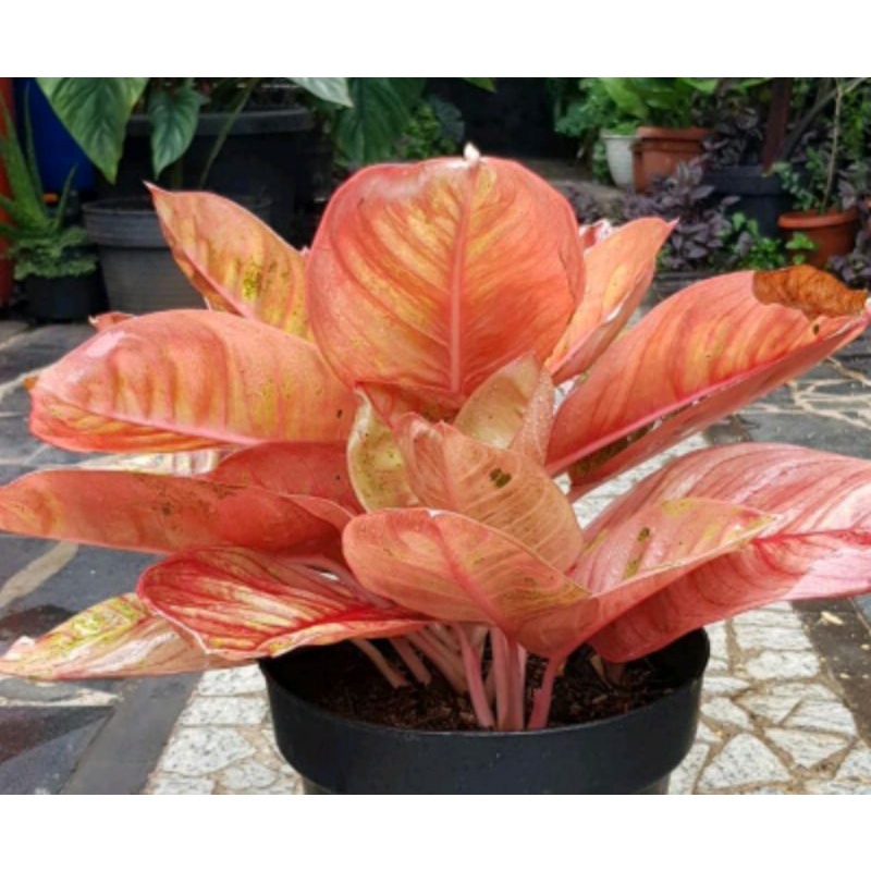 Bonggol aglonema romantic love cod