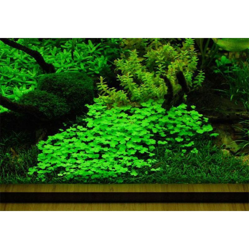 Hydrocotyle Tripartita / Tanaman Aquascape Tanpa Co2 / Carpet for ground