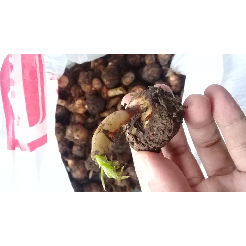 Bibit Porang, Bibit Porang Katak Super, Bibit Porang Katak 1 kg, Bibit Porang Katak Super 2 kg