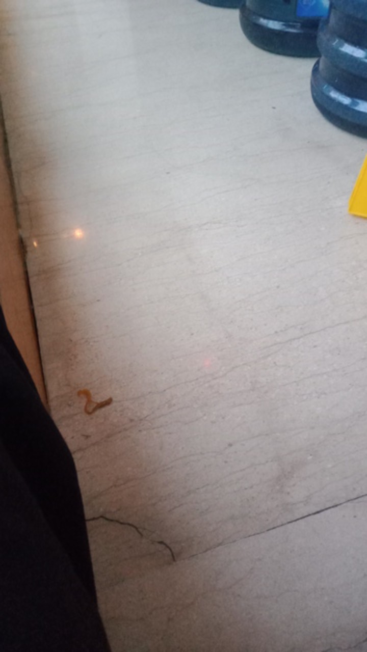 Kikir Gergaji Handle Karet Segitiga 4 Inch