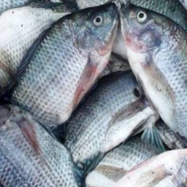 

Ikan gurame fresh