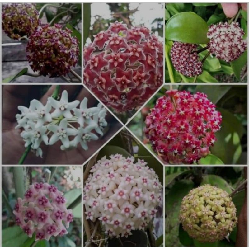 Tanaman Hoya Cantik Dan wangi