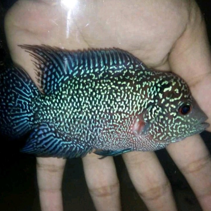 IKAN LOUHAN CENCU BAKAT JENONG. SIZE 10 11 12 CM