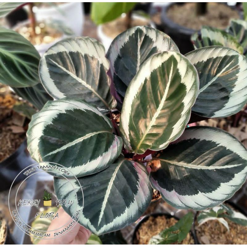 Tanaman Hias Calathea Marion - Calathea Marion - Bunga Calathea