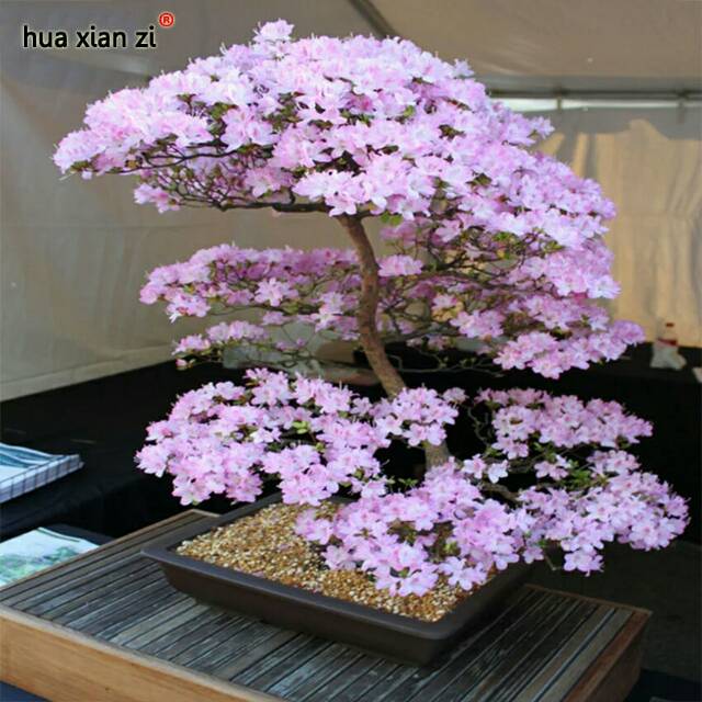 Biji benih bibit tanaman bonsai bunga sakura