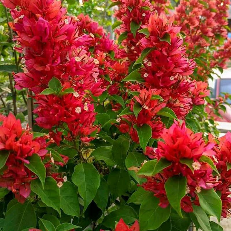 Bougenville 5 warna bugenvil ekor musang merah bunga kertas // TANAMAN HIDUP BOUGENVILLE // BUGENFIL TUMPUK BUNGA HIAS MURAH