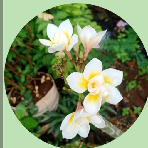 Stek Pohon Kamboja (plumeria) kelopak 10 - Eklusif