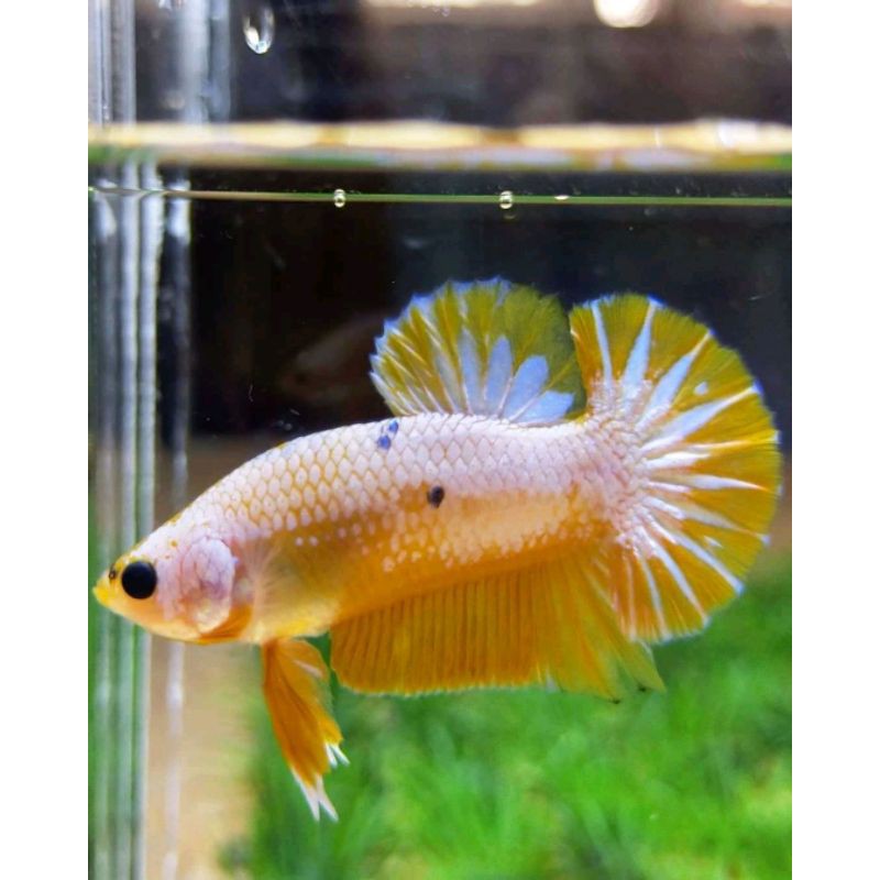 

Ikan cupang Yellow fancy