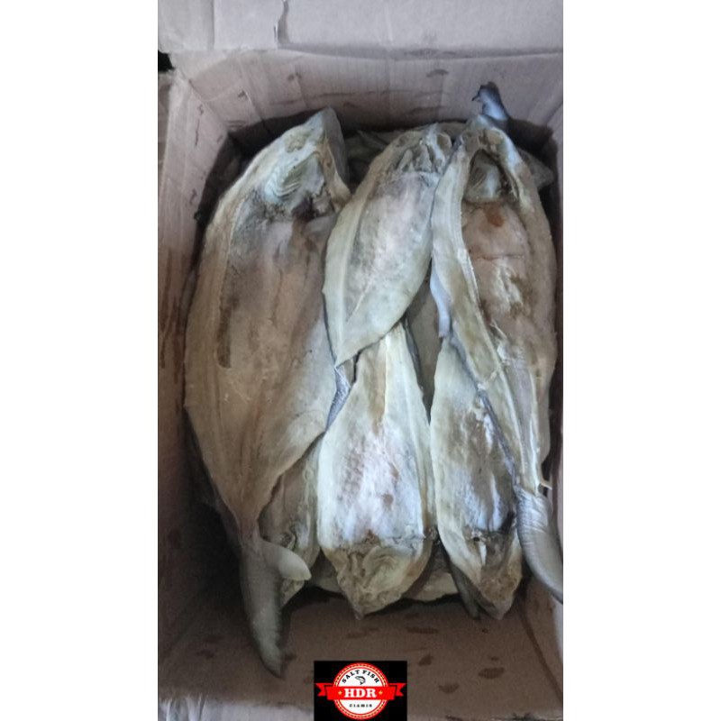 

ikan cucut utuh putih 1kg grad A