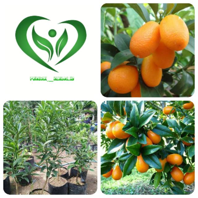 Bibit tanaman jeruk nagami pohon jeruk nagami okulasi - AGRO WISATANI