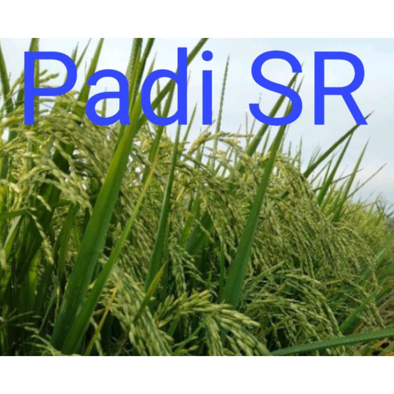 BENIH Padi SR Sri Republik