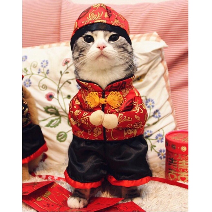 Caty | Baju Baju Imlek Anjing Kecil Sincha Anjing Dan Kucing Jantan Type B / Kualitas Terbaik