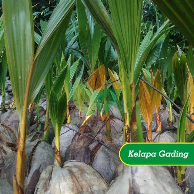 Bibit kelapa gading