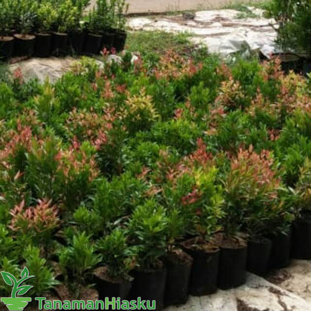 

Bibit pohon pucuk merah