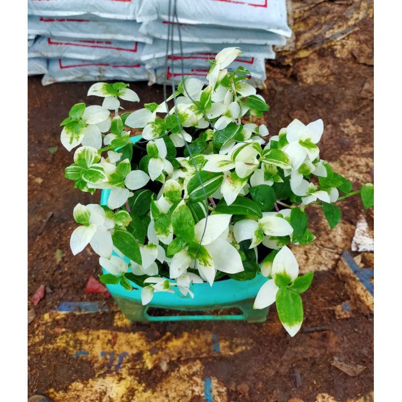 tanaman hias pot gantung rumput mutiara