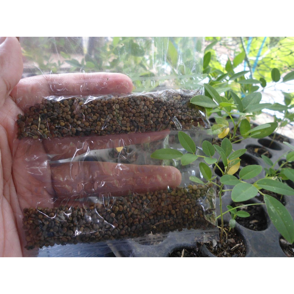 Pakan super indigovera biji siap paket pakan 1kg tanam murah rumput Indigofera Bibit Benih