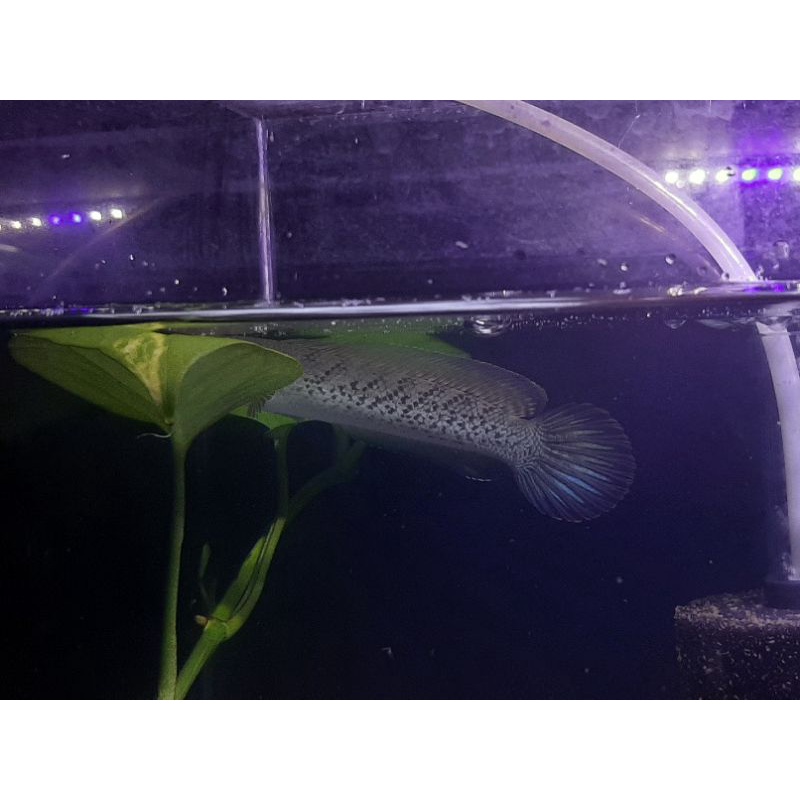 ac Aquarium :: Baby STEWARTI