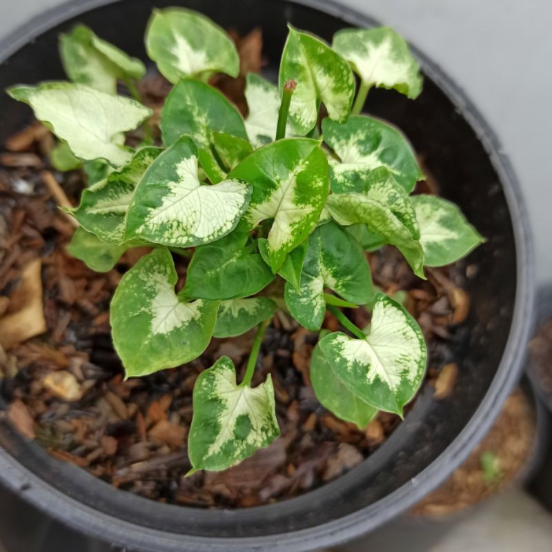 Keladi liliput Syngonium liliput Caladium liliput Alocasia liliput