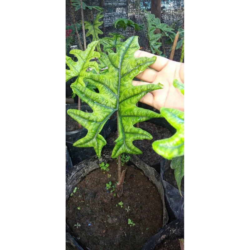 Jacklyn (alocasia sp sulawesi) 100% Ori