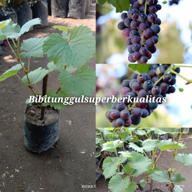 Bibit Anggur Isabella Batang ORI berkualitas unggul