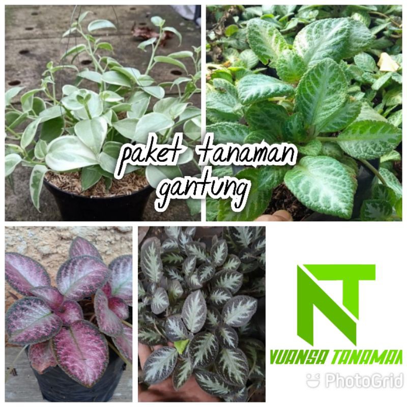 Paket tanaman hias gantung - episcia - teplan - tanaman hias gantung