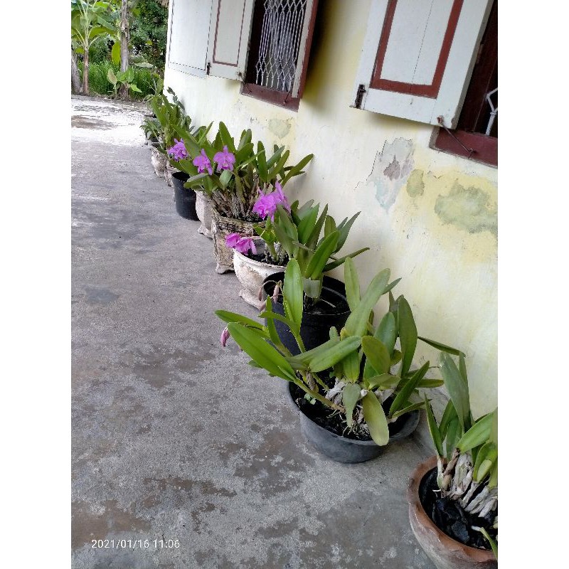 anggrek cattleya dewasa
