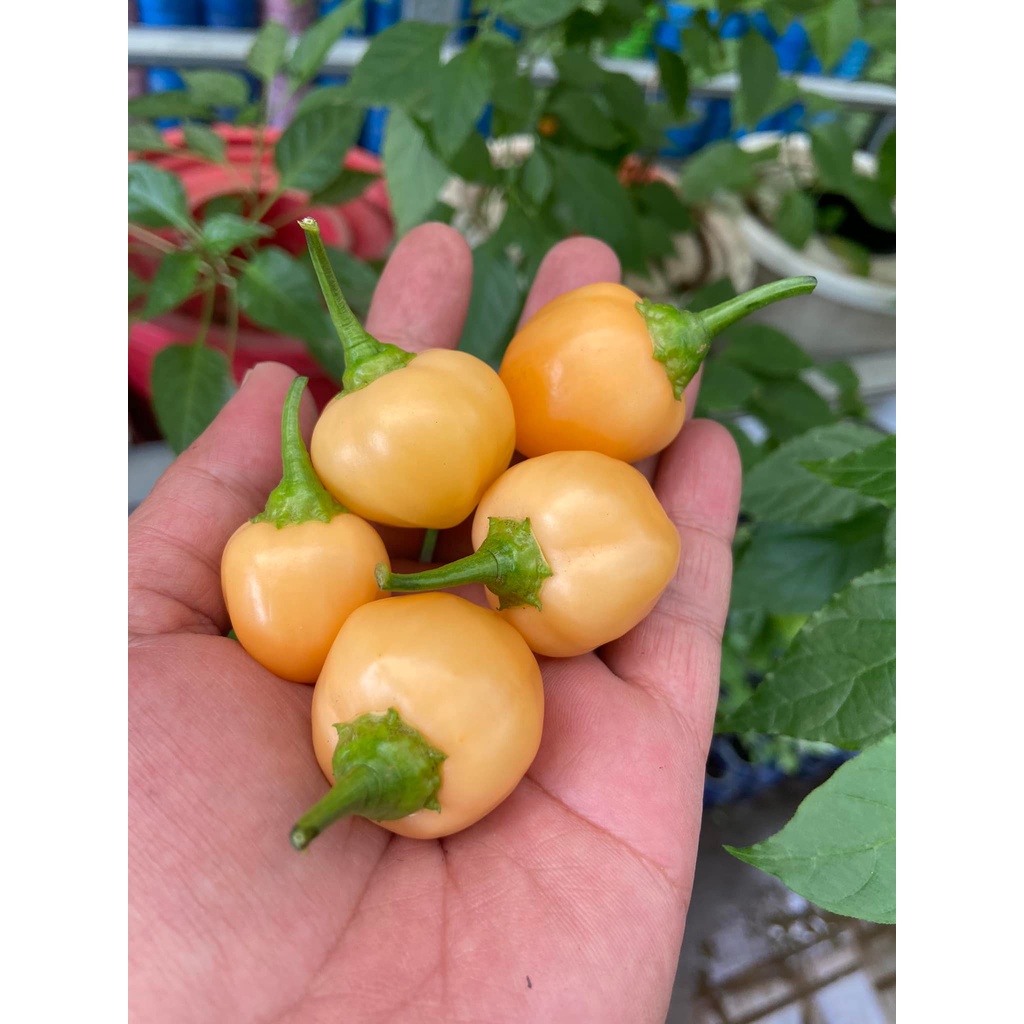 Benih Bibit Biji - Cabai Peppa Peach Pepper Cabe Seeds