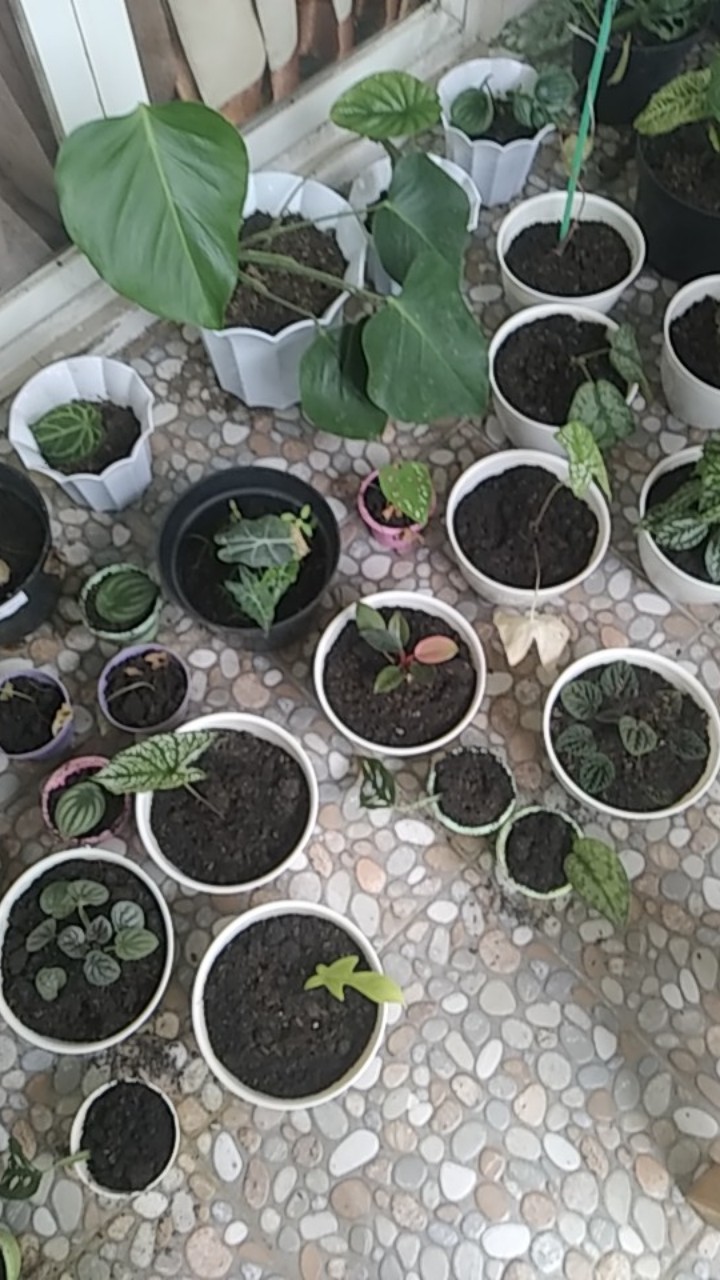 Peperomia Napolly Night•|•tanaman Hias Peperomia