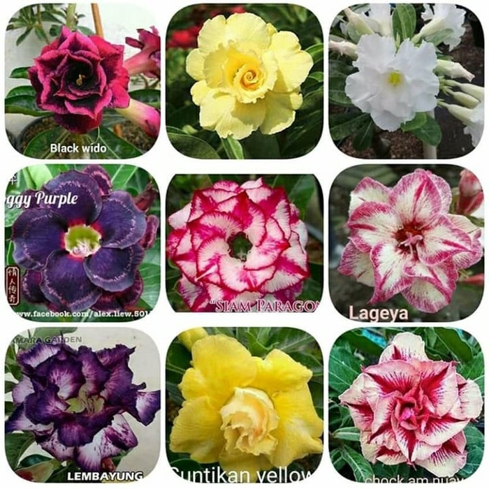 

promo TERBARU!! Paket 9 bibit bunga kamboja adenium jepang murah