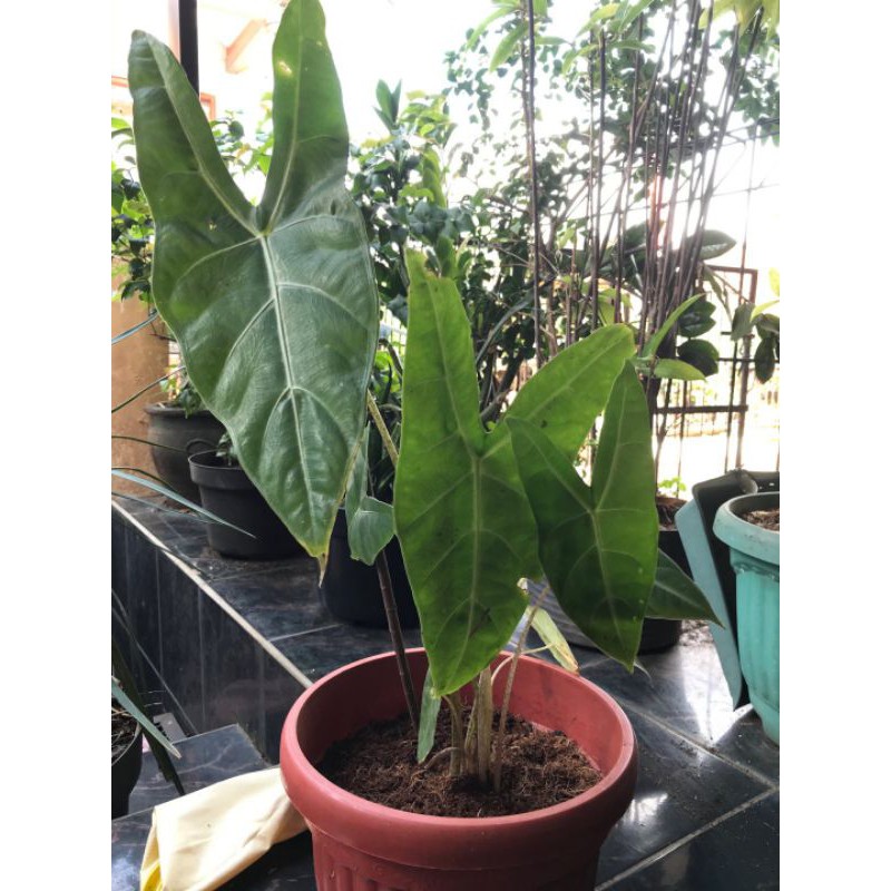 ALOCASIA ZEBRINA