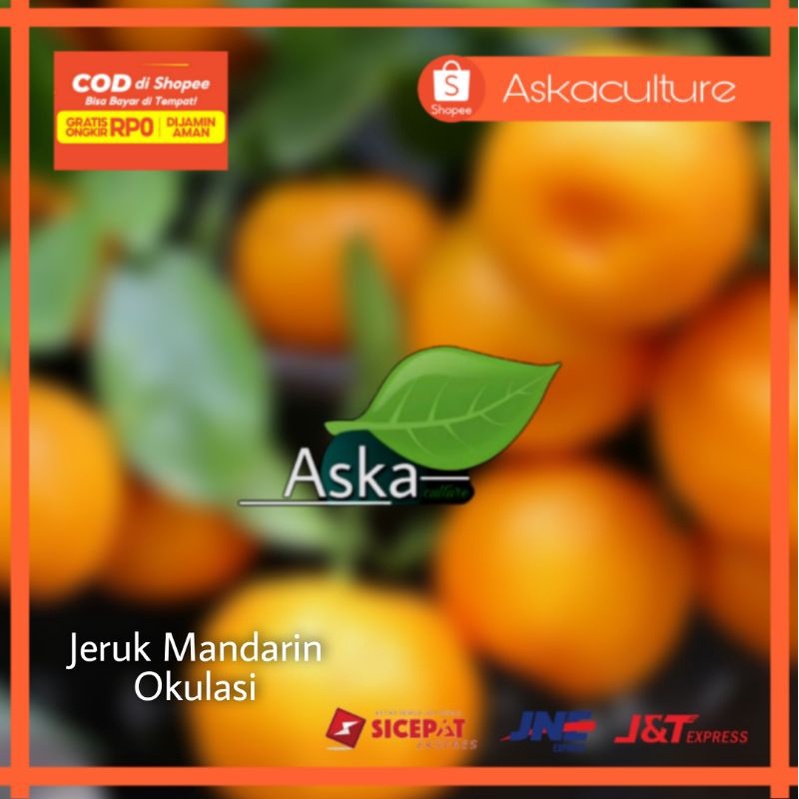 Bibit Jeruk Mandarin Pakistan Manis.. Bibit pembiakan Okulasi cepat berbuah