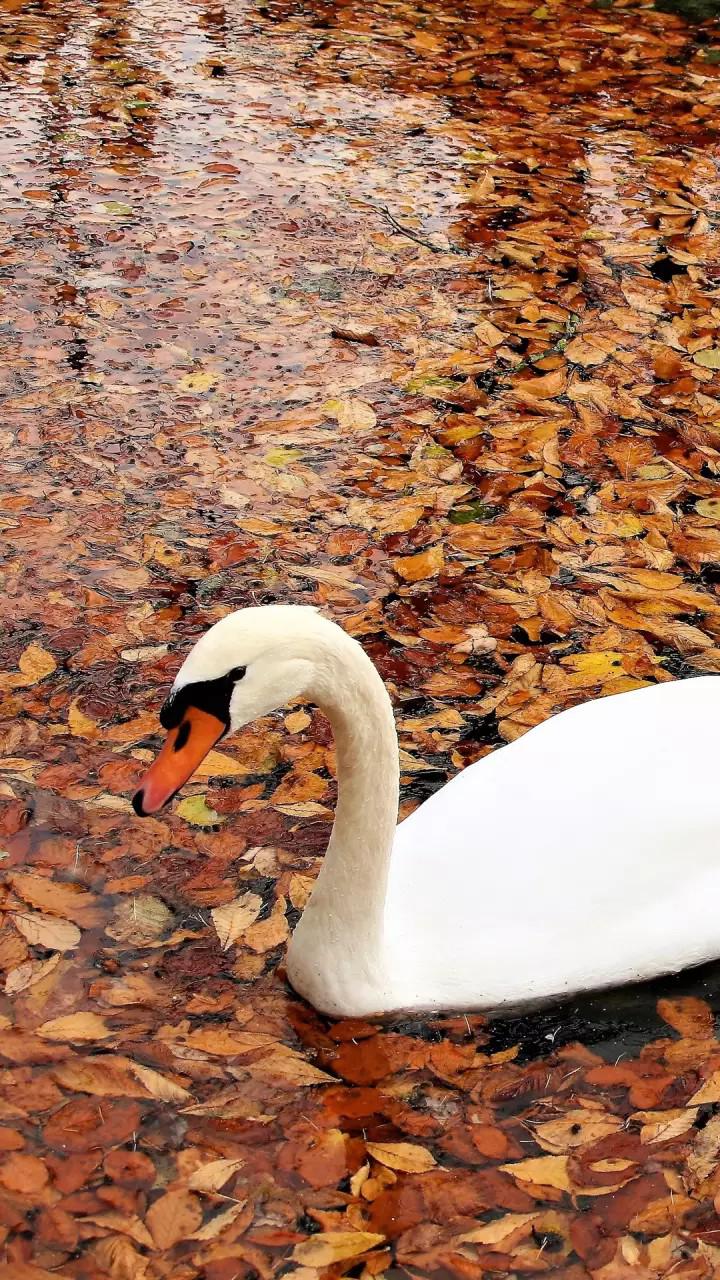 Atasan Batik Tunik Sakura
