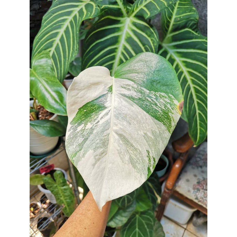 Monstera Albo marble variegata