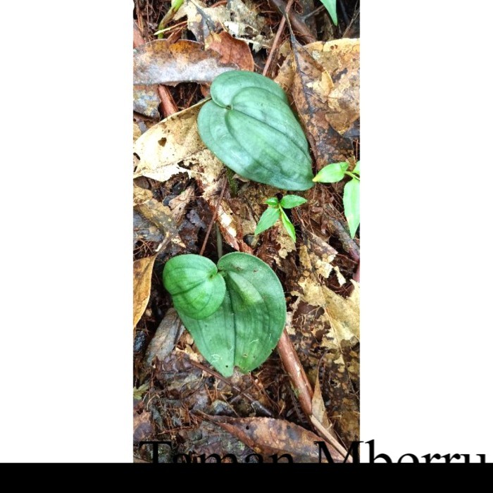 Nephelaphyllum Aureum Orchid Green Silver#Anggrek Jewel Bunga & Tanaman