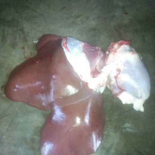 

Ati Kambing Lokal 1/2kg
