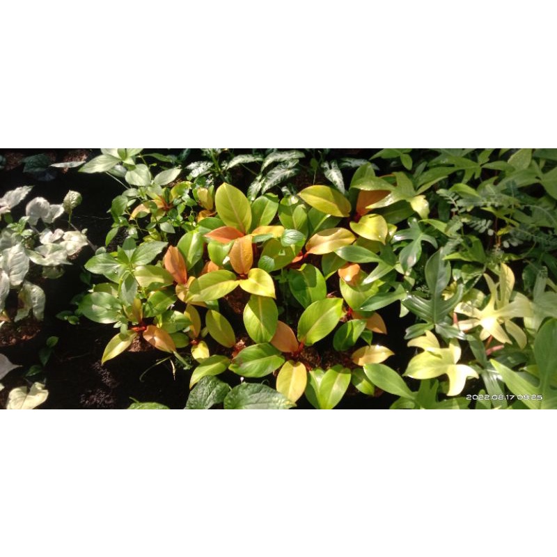 Philodendron Orange Juice