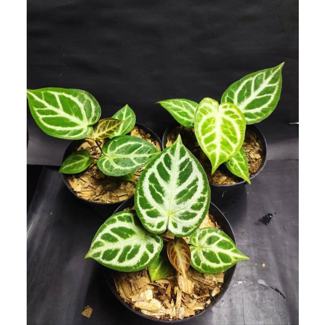 anthurium dorayaki silver