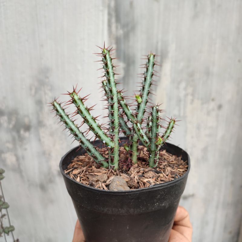 Euphorbia Aeruginosa | Kaktus | DP 10cm